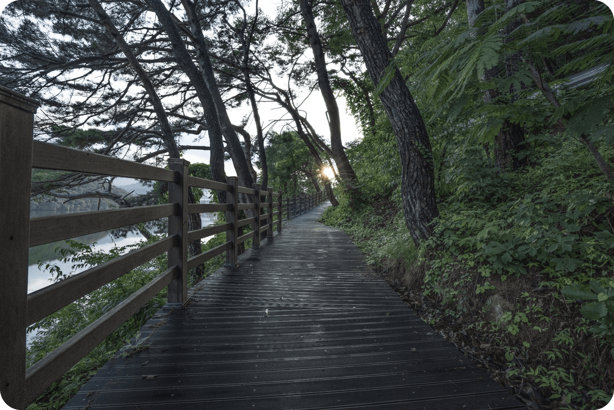 A quiet wooden path through a green forest